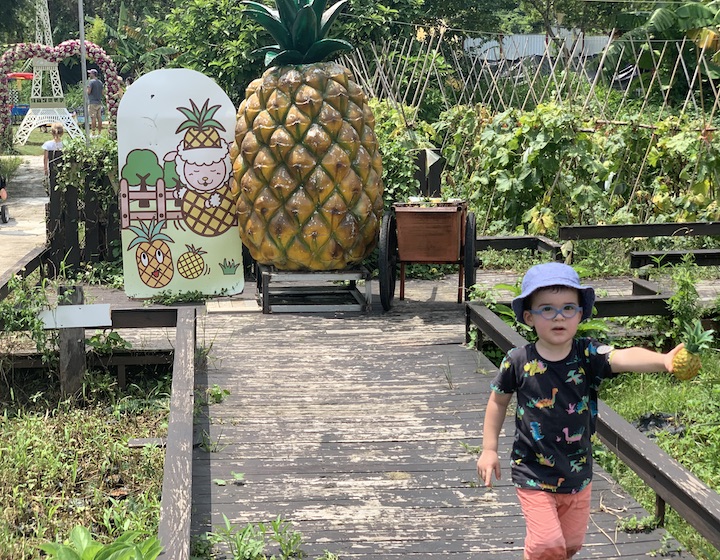 Farms Hong Kong Strawberry Picking Strawberry farm Organic Farms Whats On: Go Green Pineapple Farm