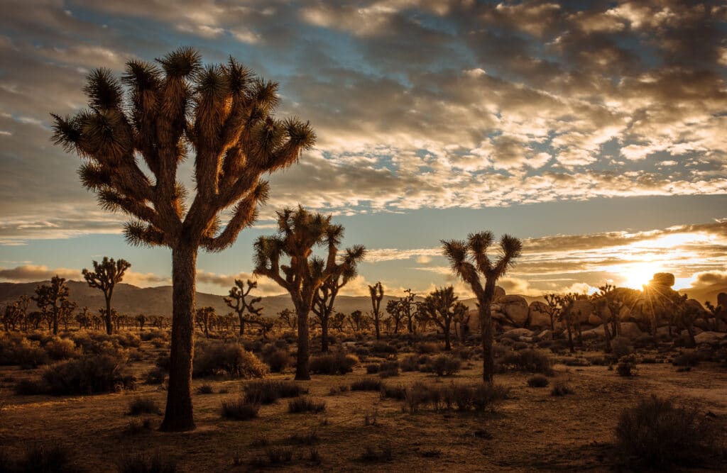 Joshua Tree National Park