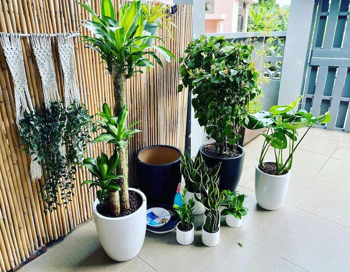 Plant Nursery Hong Kong Indoor Plants Home: Green it up HK