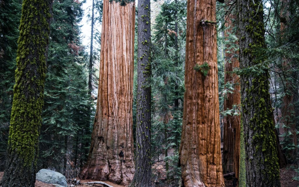 Sequoia National Park