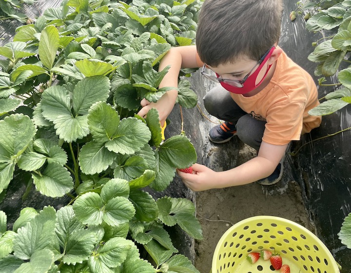 strawberry picking Hong Kong strawberry farm hong kong farms