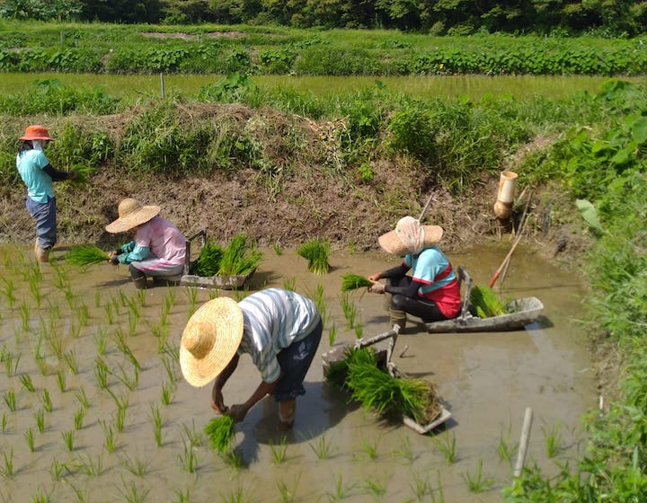 yi o farm Lantau island Hong Kong whats on